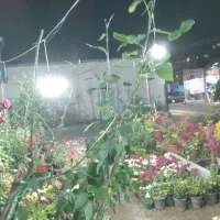 خدمات باغبانی سالارسبز