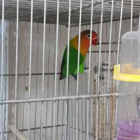 کوتوله برزیلی نر مست مست فیشر آماده جفتگیری|پرنده|اصفهان, سرچشمه|دیوار