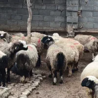 فروش دام پرواری جهت کشتار|حیوانات مزرعه|لردگان, |دیوار