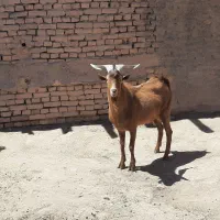نربز سانن