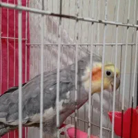 عروس هلندی صحبتی پر حرف