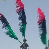 شاه پر علامت .علم پر شتر مرغ