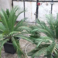 گل سیکاس و لیندا|گل و گیاه طبیعی|ارطه, |دیوار