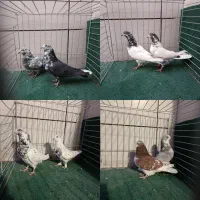 کبوتر پرشی|پرنده|مهریز, |دیوار