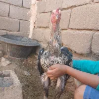 خروس لاری|حیوانات مزرعه|نیشابور, خط کاشمر|دیوار