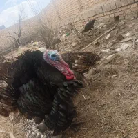 بوقلمون نر و ماده