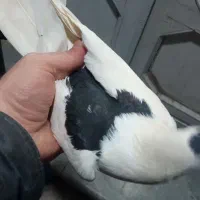 کبوتر رنگی|پرنده|قم, بکایی|دیوار