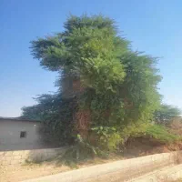 قطع نخل و درخت با خرید چوب