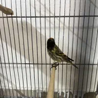 گلبسر ،سهره ،طوطی