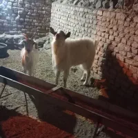 بز وچبوش سانن