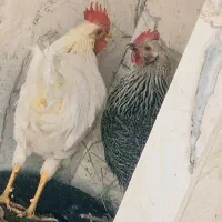 مرغ محلی 10 ماهه و 13 ماهه محلی به فروش میرسد