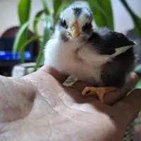 تولید اقتصادی جوجه