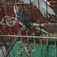 جفت عروس. هلندی