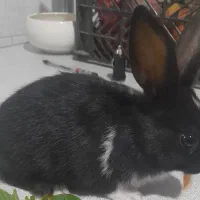 بچه خرگوش مشکی