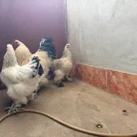 مرغ و خروس برهما|حیوانات مزرعه|گرگان, |دیوار