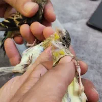 سهره قناری تازه دونخور زیر دهن|پرنده|پاکدشت, شهرک انقلاب|دیوار