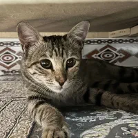 گربه خونگی واگذار میشه|گربه|سبزوار, علمدار|دیوار