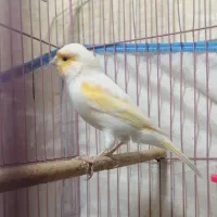 قناری موزاییکی