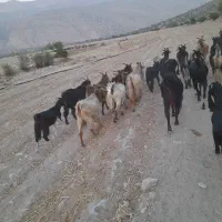 گله بز کوچک داشتی|حیوانات مزرعه|کازرون, |دیوار