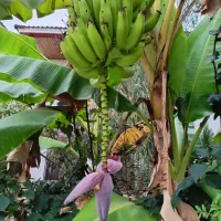 چمستان ویلا رهن اجاره ۱۸۰بنا ۳۰۰زمین|اجارهٔ خانه و ویلا|چمستان, |دیوار