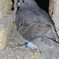 کبوتر کفترگم شده|پرنده|شیراز, محمودآباد|دیوار