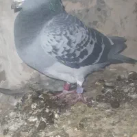 مسافتی نرو ماده|پرنده|اهر, |دیوار