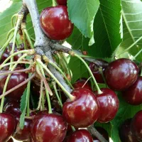 نهال پایه خارجی (رویشی) سیب و هلوو آلو وبادام