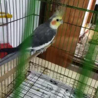 فروش عروس هلندی نر|پرنده|بهشهر, |دیوار