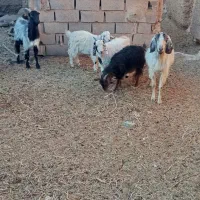 بزغاله ماده و نر و چوش سانن|حیوانات مزرعه|اسلامیه, |دیوار