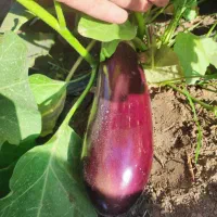 دنبال شریک هستم برای زراعت در کاشت بادمجون خیار|فعالیت داوطلبانه|جهرم, |دیوار