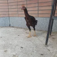 خروس لاری|حیوانات مزرعه|شاهین‌شهر, شهرک میلاد|دیوار