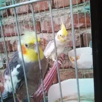 دوعدد عروس هلندی اهلی و سخنگو
