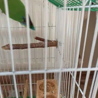 پرنده طوطی|پرنده|رشت, یخسازی|دیوار