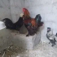 فروش خروس زینتی برهما و سلطان، پاپری