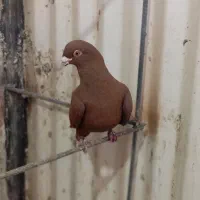 یه جفت سرخ|پرنده|قزوین, |دیوار