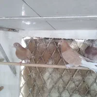 کفتر پرشی درجه یک خوش رنگ