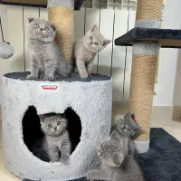 بچه گربه نژاد بریتیش