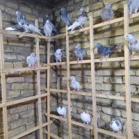 کبوتر پرنده|پرنده|قزوین, |دیوار