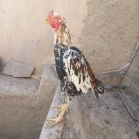خروس و مرغ لاری اصل نژاد افغان|حیوانات مزرعه|خاش, |دیوار