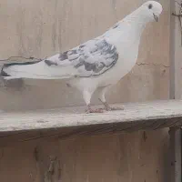 کفتر گرفتی|پرنده|شهر ری, دولت‌آباد|دیوار