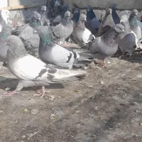 کبوتر پر و مغزدار سر و سو دار