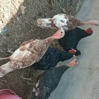 بوقلمون|حیوانات مزرعه|تاکستان, |دیوار