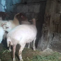 گوسفند ماده