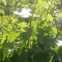 برگ مو  یارپاق