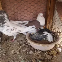 کفتر پرشی|پرنده|اصفهان, دستگرده|دیوار
