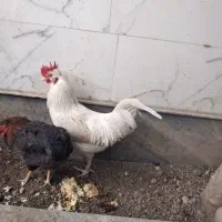 مرغ وخروس|حیوانات مزرعه|مرند, |دیوار