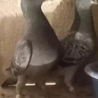 کبوتر نر ماده  دوبر