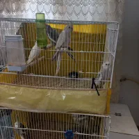 عروس هلندی ارزان