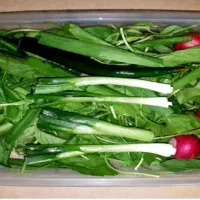 نیاز مند کارگر برای بسته بندی سبزیجات