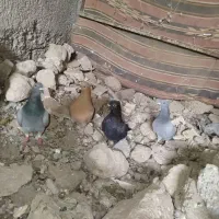 فروش چهار تا کفتر